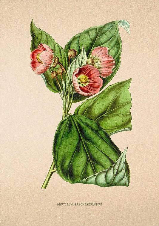 Abutilum Paeoniaeflorum - Vintage Flower Print - Classic Posters