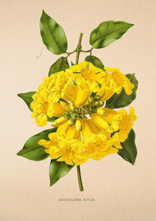 Adenocalymna Nitida - Vintage Flower Print - Classic Posters