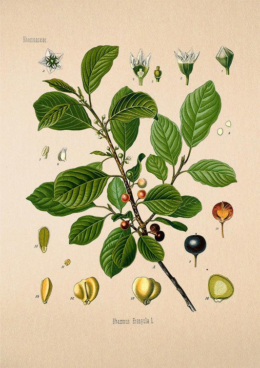 Alder Buckthorn - Vintage Flower Print - Rhamnus Frangula - Classic Posters