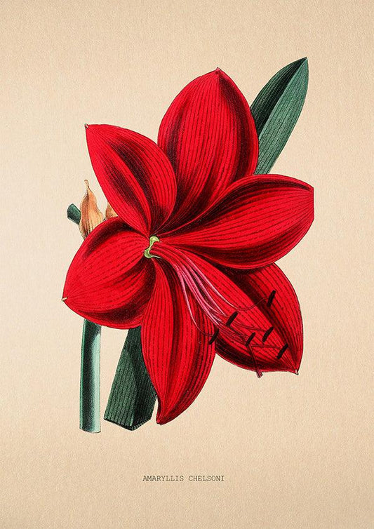 Amaryllis Chelsoni - Vintage Flower Print - Classic Posters
