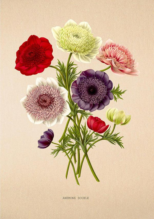 Anemone Double - Vintage Flower Print - Classic Posters