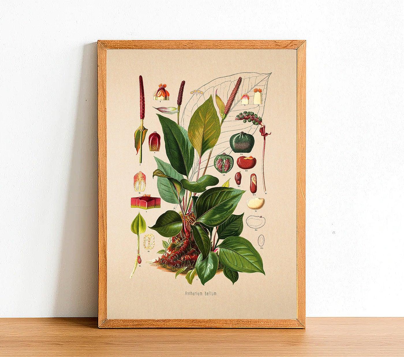 Anthurium Bellum - Antique Botanical Poster - Classic Posters