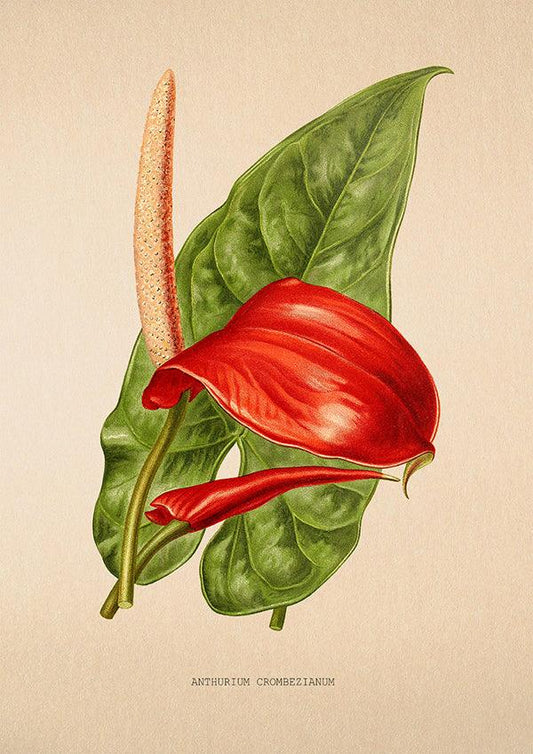 Anthurium Crombezianum - Vintage Flower Print - Classic Posters