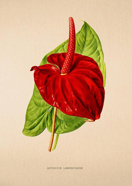 Anthurium Lawrenceanum - Vintage Flower Print - Classic Posters
