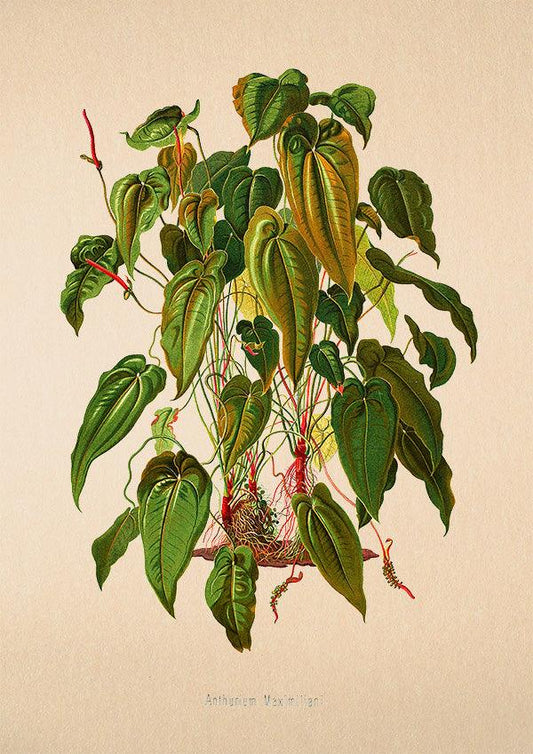 Anthurium Maximiliani - Antique Botanical Poster - Classic Posters