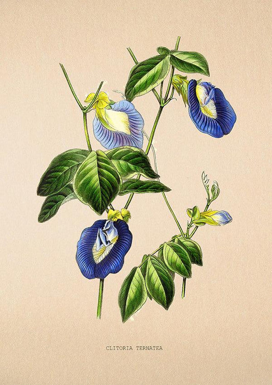 Asian Pigeonwings - Vintage Flower Print - Clitoria Ternatea - Classic Posters