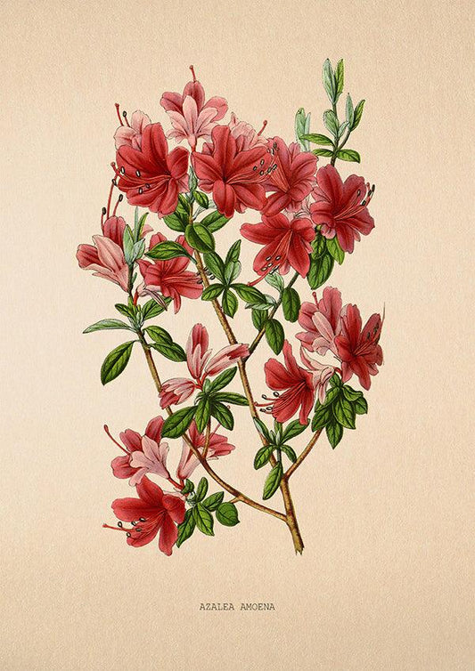 Azalea Amoena - Vintage Flower Print - Classic Posters