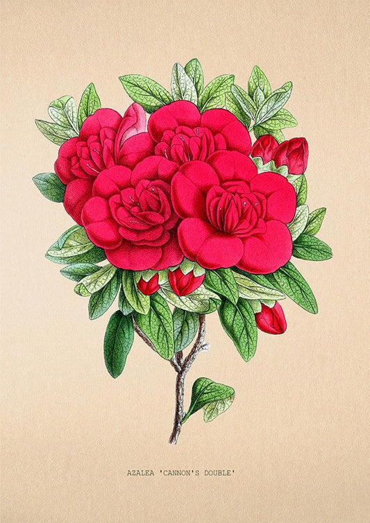 Azalea Cannon's Double - Vintage Flower Print - Classic Posters