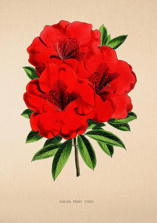 Azalea Fanny Ivery - Vintage Flower Print - Classic Posters