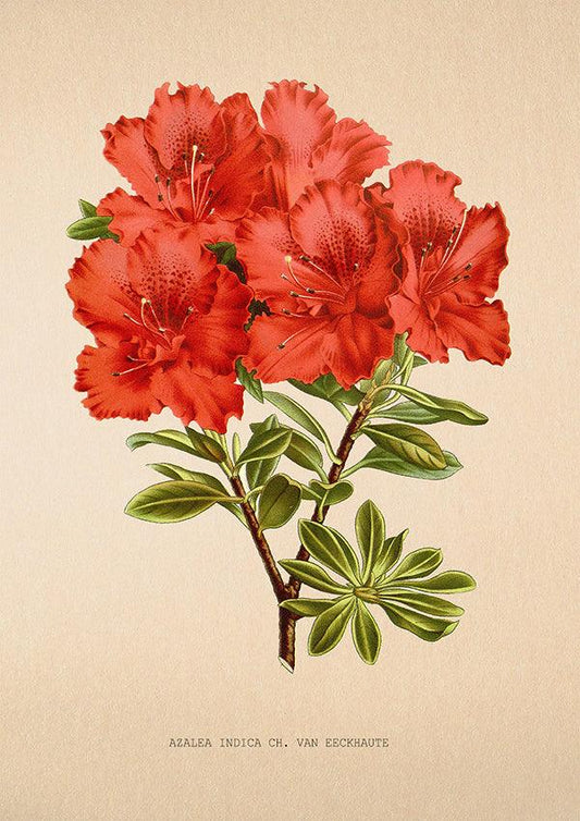 Azalea Indica Eeckhaute - Vintage Flower Print - Classic Posters