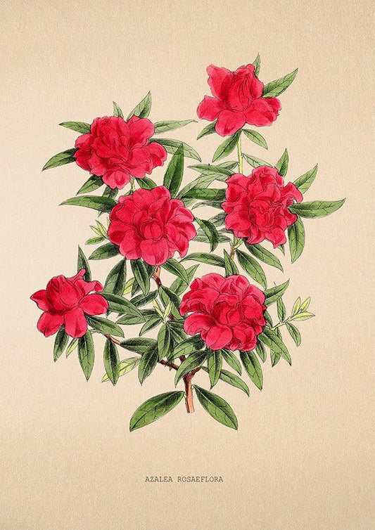 Azalea Rosaeflora - Vintage Flower Print - Classic Posters