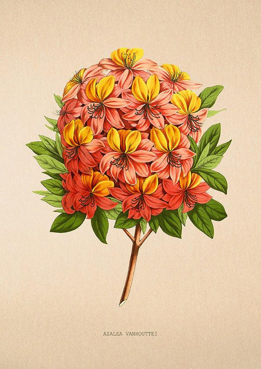 Azalea Vanhouttei - Vintage Flower Print - Classic Posters