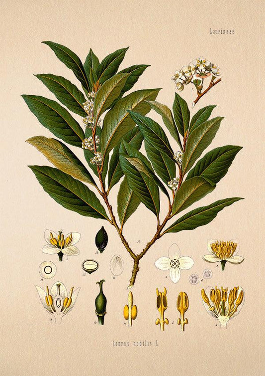 Bay Tree - Antique Botanical Poster - Laurus Nobilis - Classic Posters