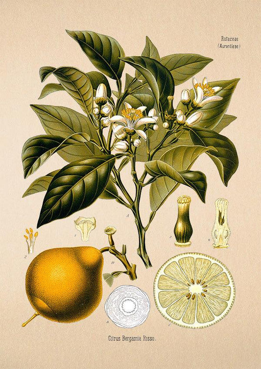 Bergamot Orange - Antique Botanical Poster - Citrus Bergamia - Classic Posters
