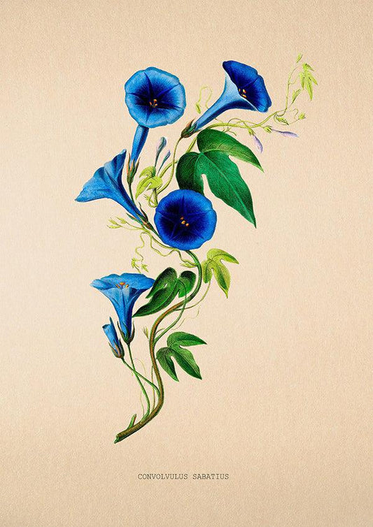 Bindweed - Antique Flower Poster - Convolvulus Sabatius - Classic Posters