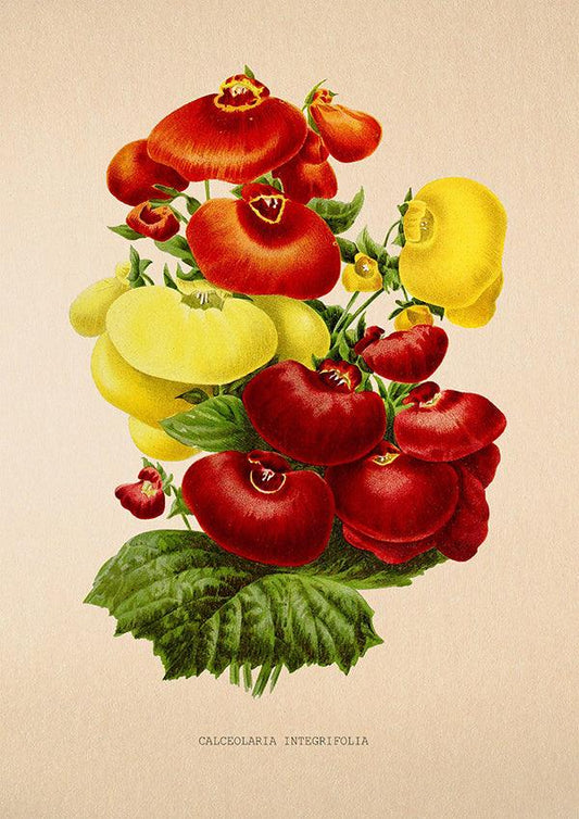 Calceolaria Integrifolia - Vintage Flower Print - Classic Posters