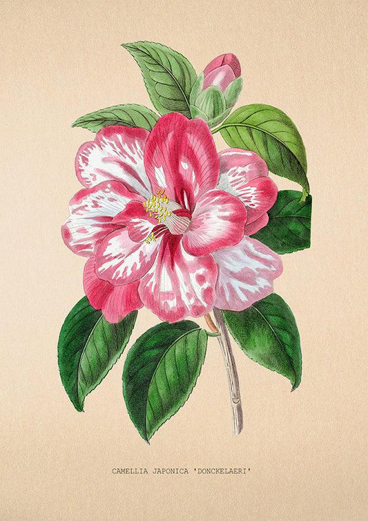 Camellia Japonica - Vintage Flower Print - Classic Posters