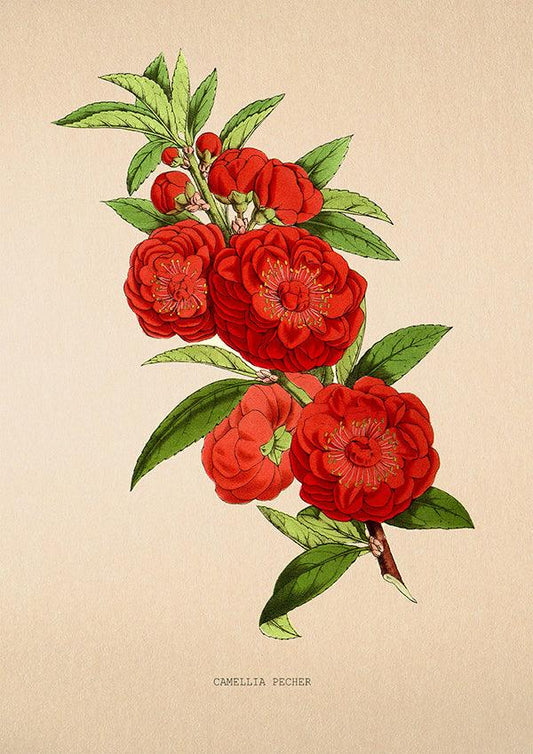 Camellia Pecher - Vintage Flower Poster - Classic Posters