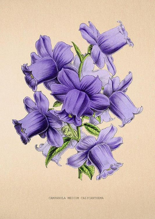 Canterbury Bells - Vintage Flower Poster - Campanula Medium - Classic Posters