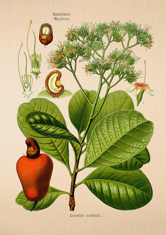 Cashew Print - Antique Botanical Poster - Anacardium Occidentale - Classic Posters