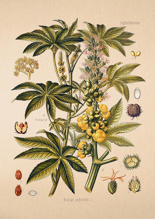 Castor Oil Tree Print - Antique Botanical Poster - Ricinus Communis - Classic Posters