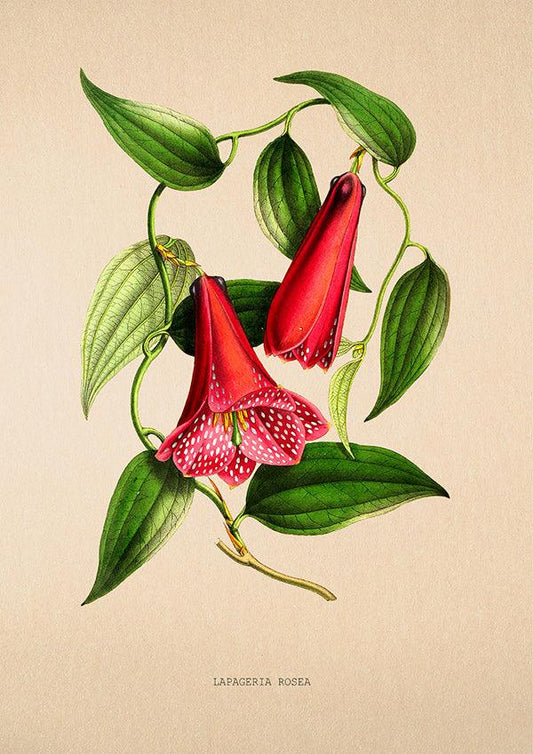 Chilean Bellflower Print - Vintage Flower Poster - Lapageria - Classic Posters