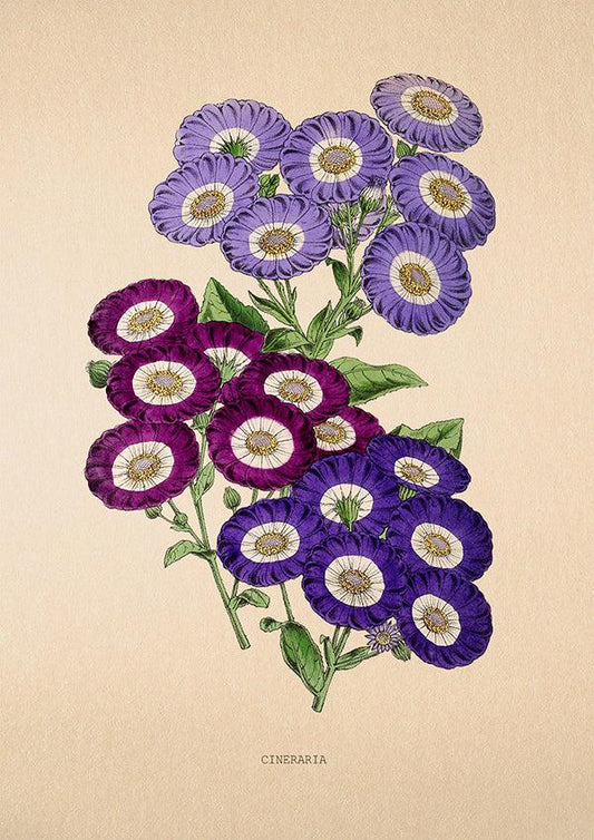 Cineraria - Vintage Flower Poster - Classic Posters