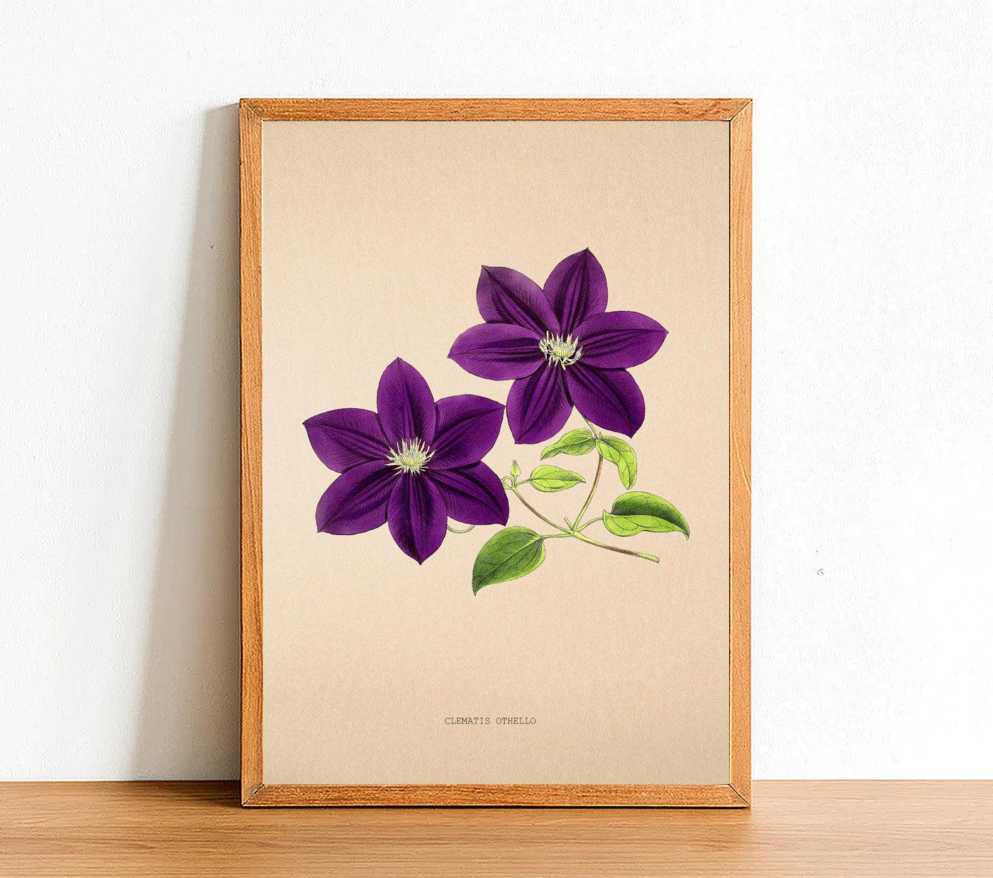 Clematis Othello - Vintage Flower Poster - Classic Posters