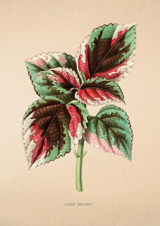 Coleus Saisonii - Vintage Flower Poster - Classic Posters