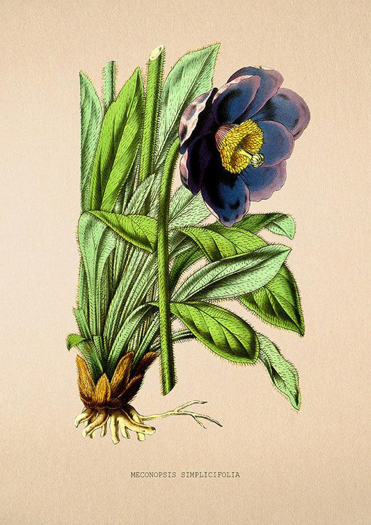 Common Blue Poppy - Vintage Flower Poster - Meconopsis Simplicifolia - Classic Posters