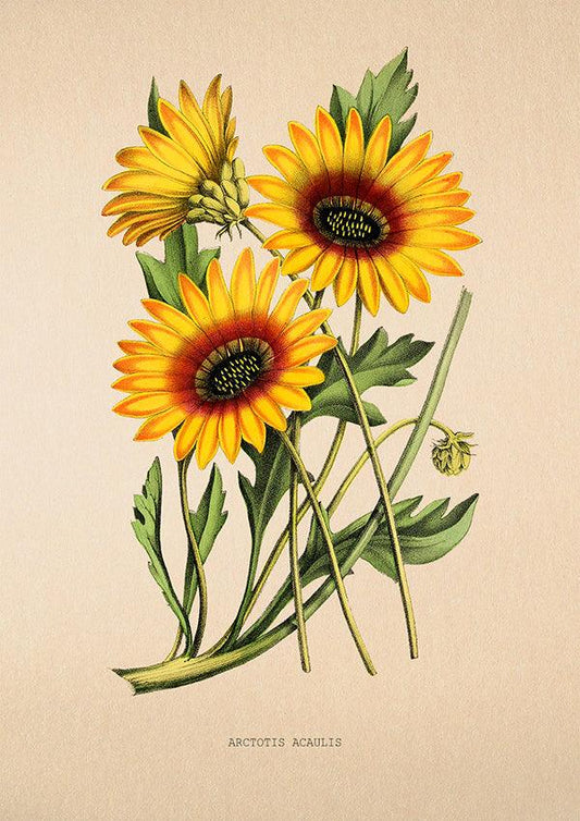 Daisy - Vintage Flower Poster - Arctotis Acaulis - Classic Posters