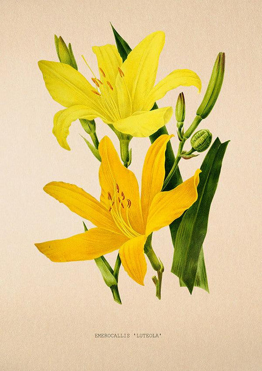 Daylily - Vintage Flower Poster - Hemerocallis Luteola - Classic Posters