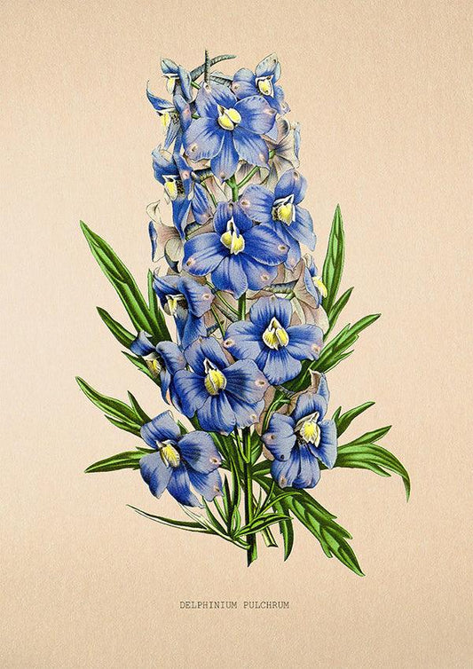 Delphinium Pulchrum - Vintage Flower Poster - Classic Posters