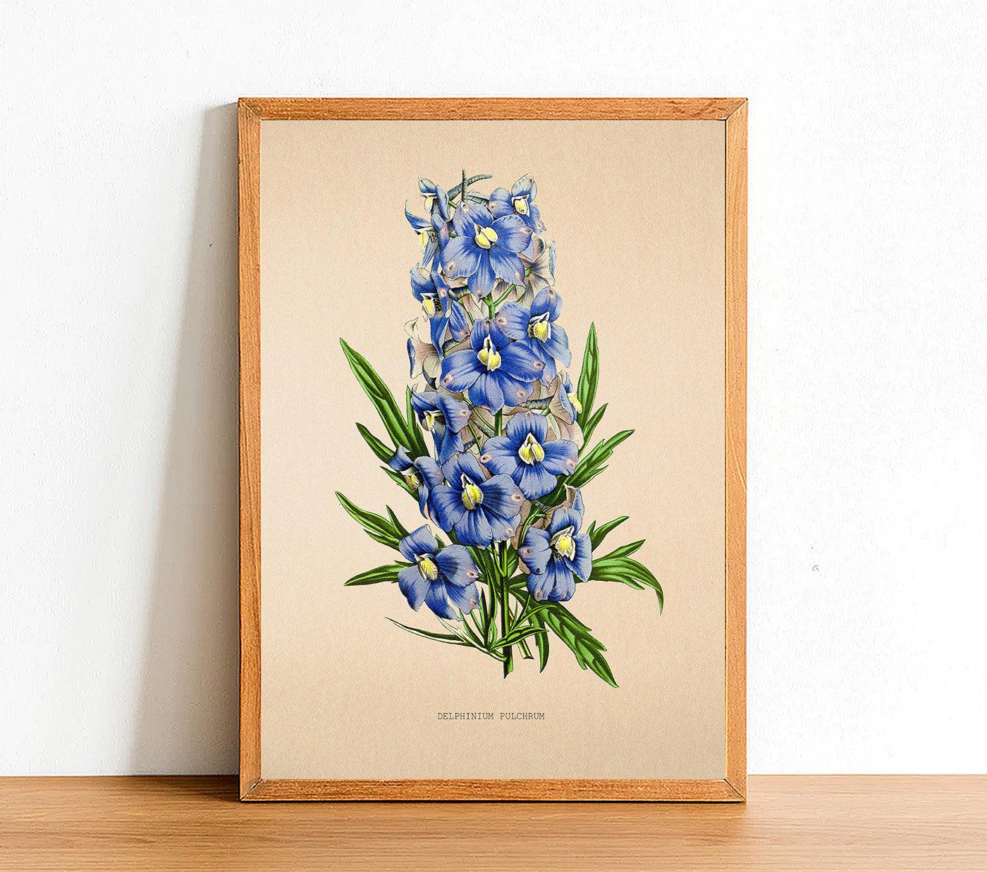 Delphinium Pulchrum - Vintage Flower Poster - Classic Posters