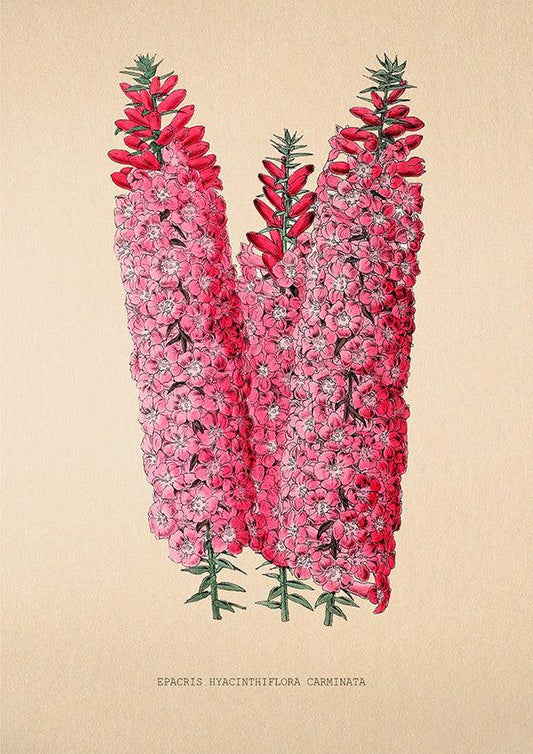 Epacris Hyacinthiflora - Vintage Flower Poster - Classic Posters