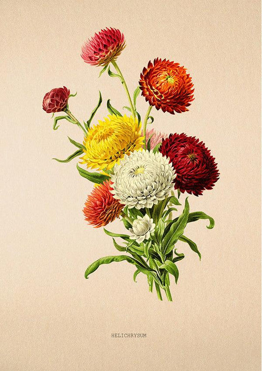 Everlasting Flowers - Vintage Flower Poster - Helichrysum - Classic Posters