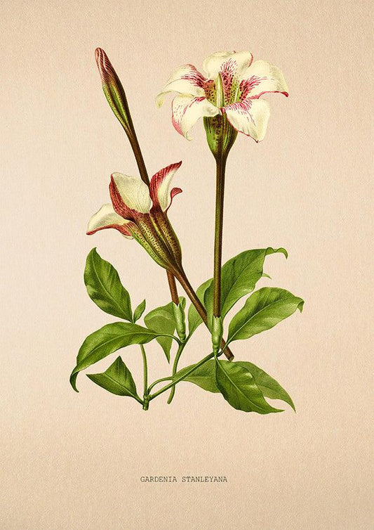 Gardenia Stanleyana - Vintage Flower Poster - Classic Posters