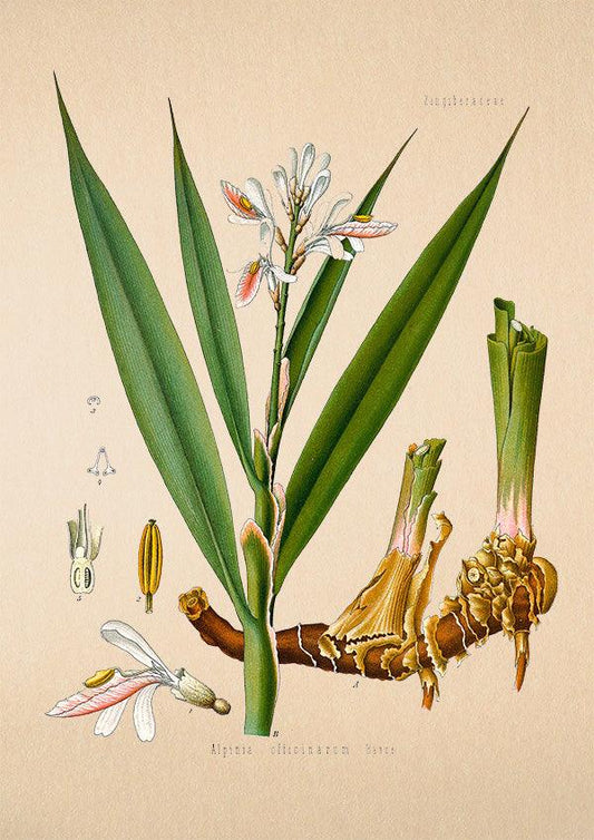Ginger - Antique Botanical Poster - Alpinia Officinarum - Classic Posters