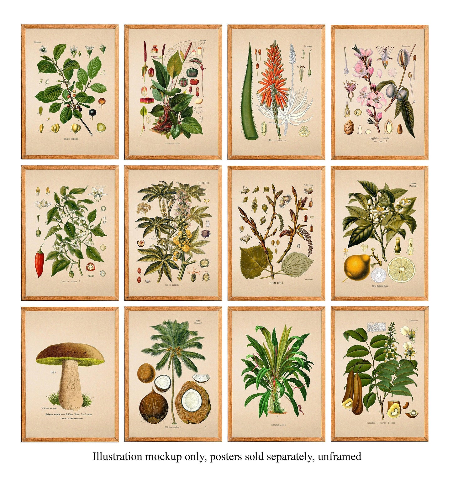 Gladiolus - Antique Flower Poster - Classic Posters