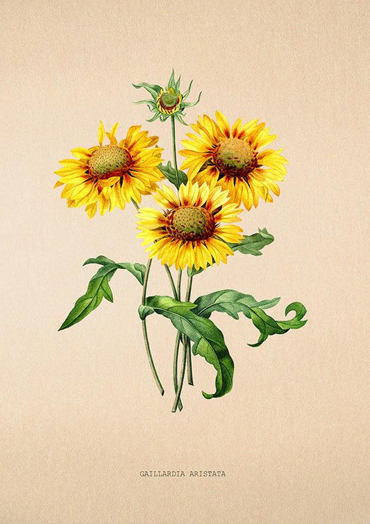 Great Blanket - Antique Flower Poster - Gaillardia Aristata - Classic Posters
