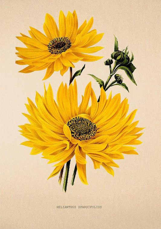 Hardy Sunflower - Antique Flower Poster - Helianthus Sparsifolius - Classic Posters