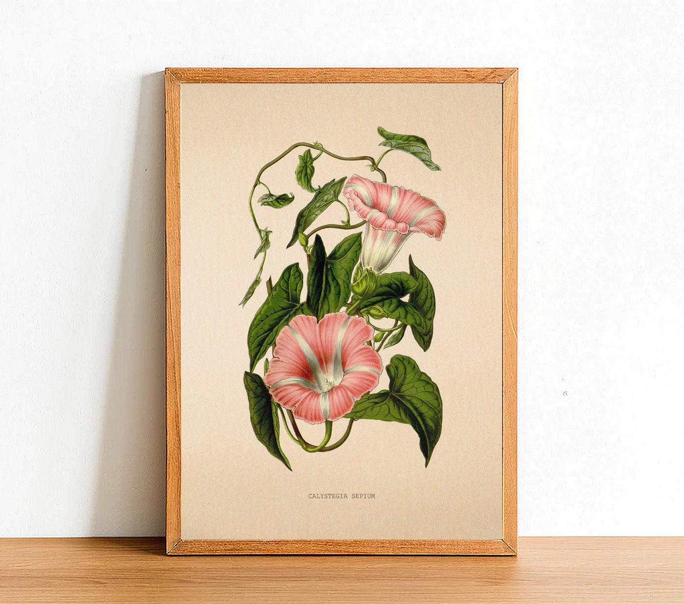 Hedge Bindweed - Antique Flower Poster - Calystegia Sepium - Classic Posters
