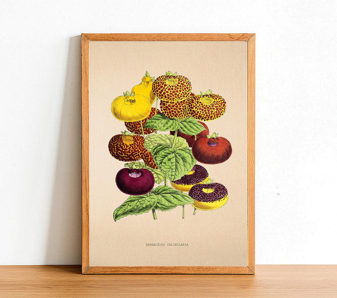 Herbaceous Calceolaria - Antique Flower Poster - Classic Posters