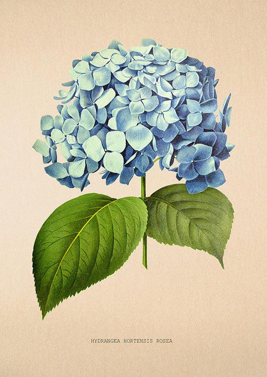 Hydrangea Hortensia Rosea - Antique Flower Poster - Classic Posters
