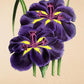 Japanese Iris - Antique Flower Poster - Iris Kaempferi - Classic Posters