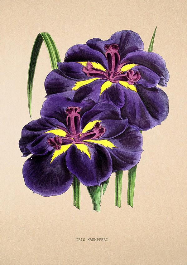 Japanese Iris - Antique Flower Poster - Iris Kaempferi - Classic Posters