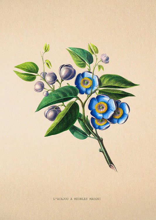 L'Acajou a Meubles Maogni - Antique Flower Poster - Classic Posters