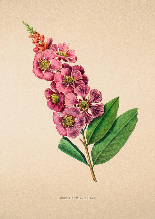 Lagerstroemia Regina - Antique Flower Poster - Classic Posters