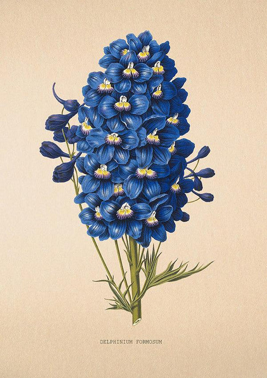 Larkspur - Antique Flower Poster - Delphinium Formosum - Classic Posters