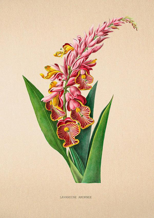 Lavandine Amornee - Vintage Flower Poster - Classic Posters